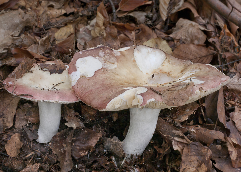 Russula curtipes